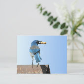 Carte Postale Beau Bluebird (Debout devant)