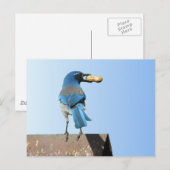 Carte Postale Beau Bluebird (Devant / Derrière)