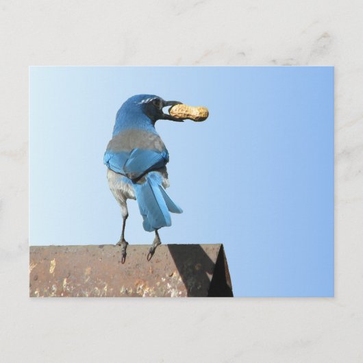 Carte Postale Beau Bluebird (Devant)