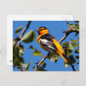 Carte Postale Beau Bullock's Oriole the Pear Tree (Devant / Derrière)