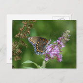 CARTE POSTALE BEAU BUTTERFING (Devant / Derrière)