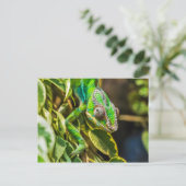 Carte Postale Beau caméléon vert (Debout devant)
