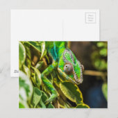 Carte Postale Beau caméléon vert (Devant / Derrière)
