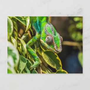 Carte Postale Beau caméléon vert