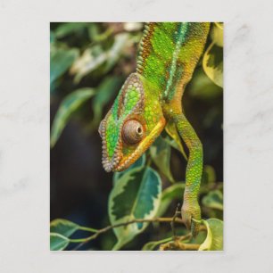 Carte Postale Beau caméléon vert