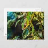 Carte Postale Beau caméléon vert (Devant / Derrière)