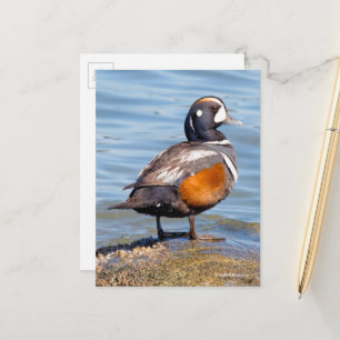 Carte Postale Beau canard arlequin sur le rocher