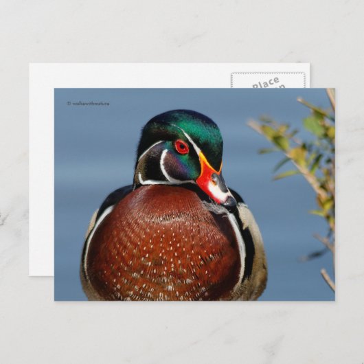 Carte Postale Beau canard en bois pensif dans le marais (Devant / Derrière)