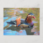 Carte Postale Beau canard Mandarin dans l'étang (Devant)