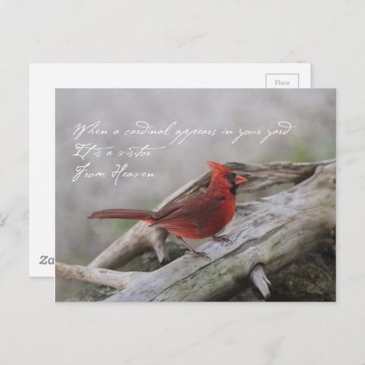 Carte Postale Beau cardinal à dire (Devant / Derrière)