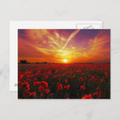Carte Postale Beau champ de fleur de pavot rouge coucher de sole (Devant / Derrière)