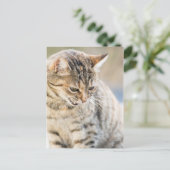 Carte Postale Beau chat (Debout devant)
