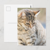 Carte Postale Beau chat (Devant / Derrière)