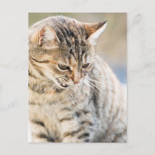 Carte Postale Beau chat (Devant)