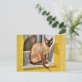 Carte Postale Beau Chat Siamais (Debout devant)