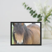 Carte Postale Beau Cheval (Debout devant)