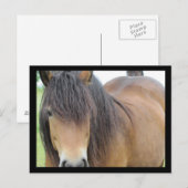 Carte Postale Beau Cheval (Devant / Derrière)