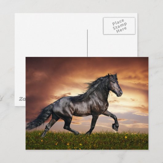 Carte Postale Beau Cheval (Devant / Derrière)