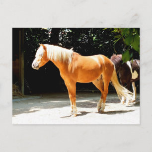 Carte Postale Beau cheval animal