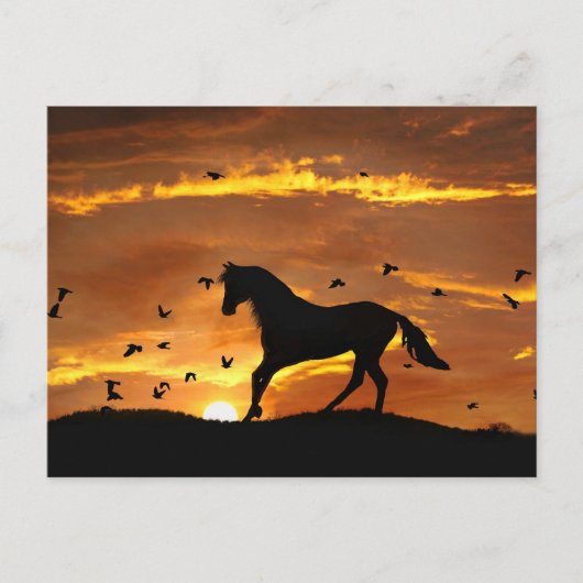 Carte Postale Beau Cheval au coucher du soleil (Devant)