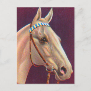 Carte Postale beau cheval blanc