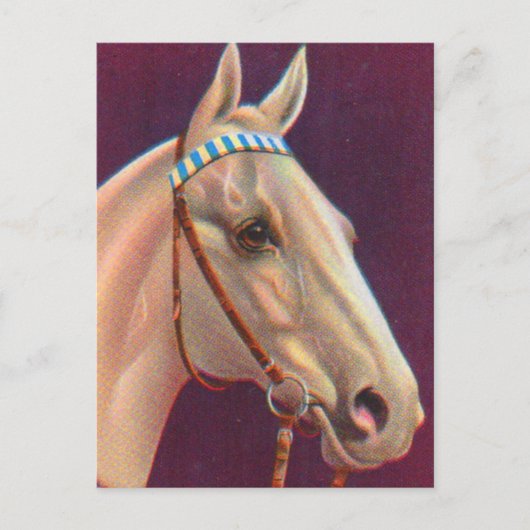 Carte Postale beau cheval blanc (Devant)