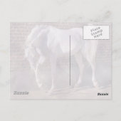Carte Postale Beau cheval blanc d'Arabie (Dos)
