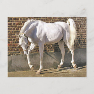 Carte Postale Beau cheval blanc d'Arabie