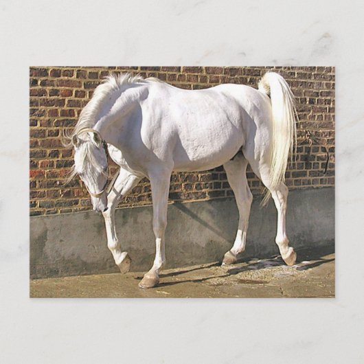 Carte Postale Beau cheval blanc d'Arabie (Devant)