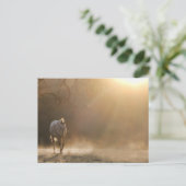 Carte Postale Beau Cheval dans les cadeaux Sunlight (Debout devant)