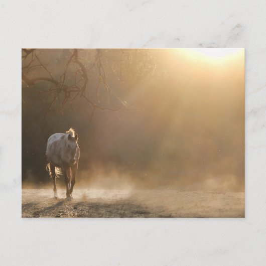 Carte Postale Beau Cheval dans les cadeaux Sunlight (Devant)