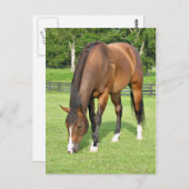 Carte Postale Beau cheval de baie (Devant / Derrière)