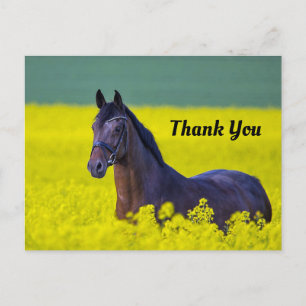 Carte Postale Beau Cheval Fleurs Jaunes Photo Merci