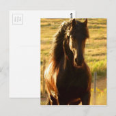 CARTE POSTALE BEAU CHEVAL FRIÉSIEN (Devant / Derrière)