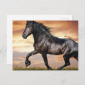 Carte Postale Beau Cheval Noir (Devant / Derrière)