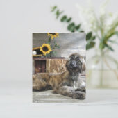 Carte Postale Beau chien de chien de chien afghan gris (Debout devant)