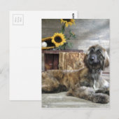 Carte Postale Beau chien de chien de chien afghan gris (Devant / Derrière)