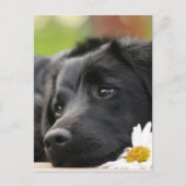 Carte Postale Beau chien noir et Daisy Design (Devant)