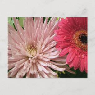 Carte Postale beau chrysanthème