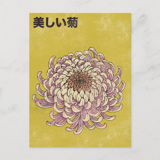 Carte Postale Beau Chrysanthème (Devant)