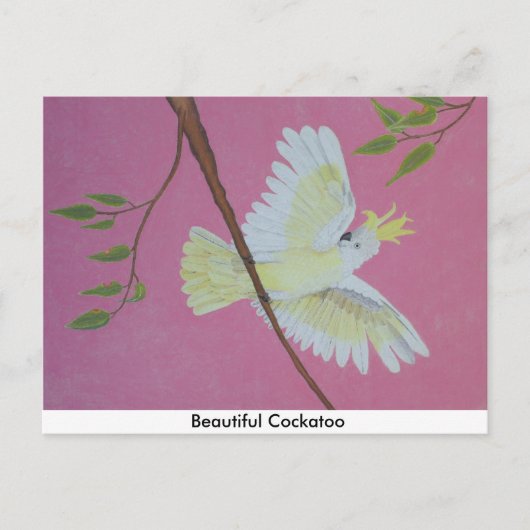 Carte Postale Beau Cockatoo (Devant)