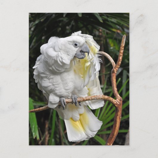 Carte Postale Beau cocktail blanc (Devant)