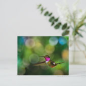 Carte Postale Beau colibri (Debout devant)