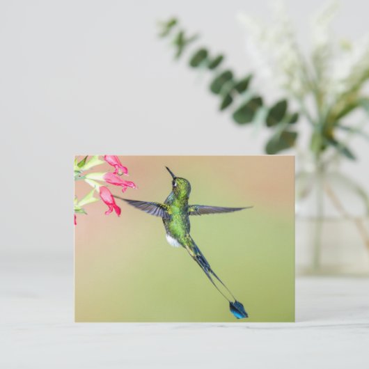 Carte Postale Beau colibri aux longues plumes de queue (Debout devant)