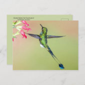 Carte Postale Beau colibri aux longues plumes de queue (Devant / Derrière)