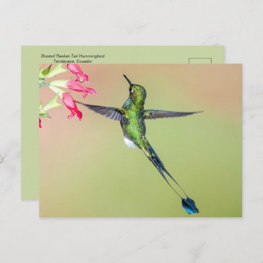 Carte Postale Beau colibri aux longues plumes de queue (Devant / Derrière)