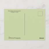 Carte Postale Beau colibri aux longues plumes de queue (Dos)