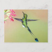 Carte Postale Beau colibri aux longues plumes de queue (Devant)