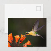 Carte Postale Beau colibri féminin (Devant / Derrière)
