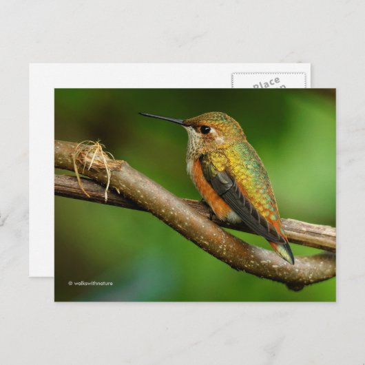 Carte Postale Beau colibri roux sur vignes jumelées (Devant / Derrière)